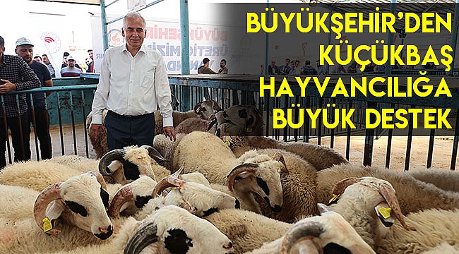 Büyükşehir’den küçükbaş hayvancılığa büyük destek
