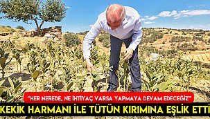 Kekik harmanı ile tütün kırımına eşlik etti