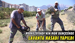 Merkezefendi’nin Mor Bahçesinde Lavanta Hasadı Yapıldı