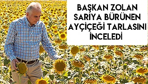 Başkan Zolan sarıya bürünen ayçiçeği tarlasını inceledi