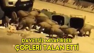 Davetsiz misafirler çöpleri talan etti