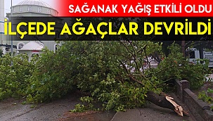 Sağanak ve fırtına ağaçları devirdi