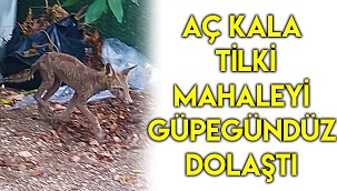 Aç kalan tilki mahalleyi güpegündüz dolaştı