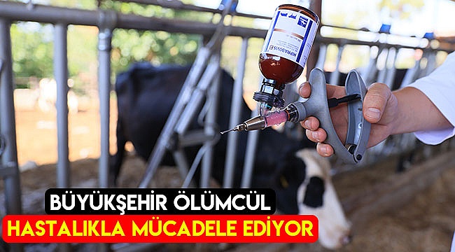Büyükşehir ölümcül hastalıkla mücadele ediyor