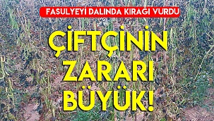 Çiftçinin zararı büyük!