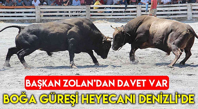Türkiye’nin en güçlü boğaları Denizli’de