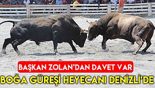 Türkiye’nin en güçlü boğaları Denizli’de