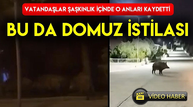 Bu da domuz istilası