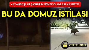Bu da domuz istilası