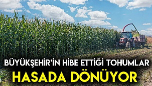 Büyükşehir’in hibe ettiği tohumlar hasada dönüyor