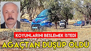 Koyunlarını beslemek için çıktığı ağaçtan düşüp öldü