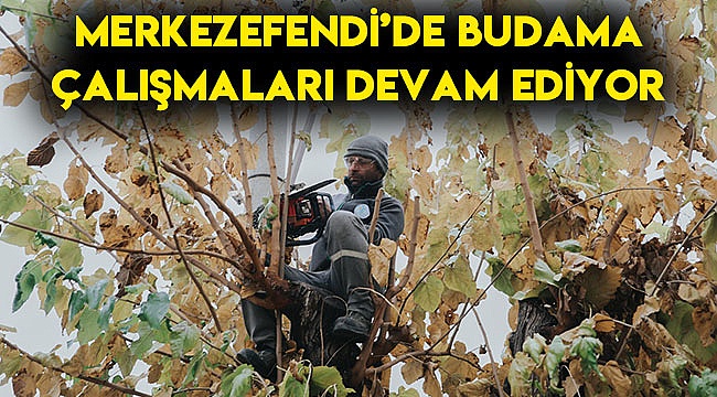 Merkezefendi’de budama çalışmaları devam ediyor