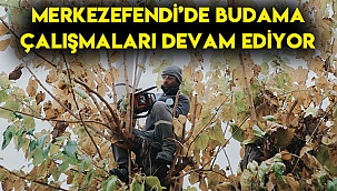 Merkezefendi’de budama çalışmaları devam ediyor