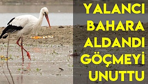 Yalancı bahara aldandı göçmeyi unuttu