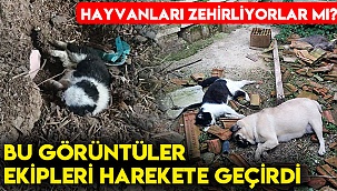 Bu görüntüler ekipleri harekete geçirdi