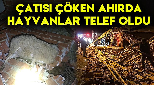 Çatısı çöken ahırda hayvanlar telef oldu