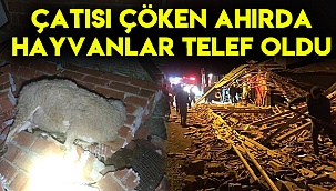 Çatısı çöken ahırda hayvanlar telef oldu