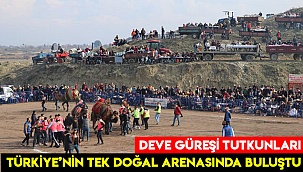 Deve güreşleri tutkunları, Türkiye'nin tek doğal arenasında buluştu