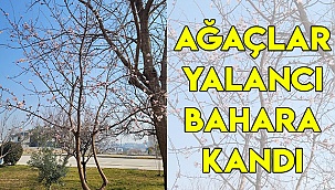 AĞAÇLAR YALANCI BAHARA KANDI