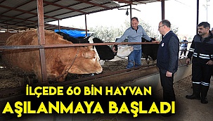 İlçede 60 bin hayvan aşılanmaya başladı