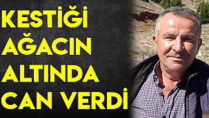 Kestiği ağacın altında can verdi
