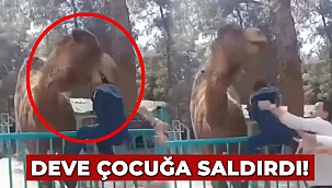 Deve çocuğa saldırdı!