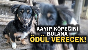 Kayıp köpeğini bulana ödül verecek!