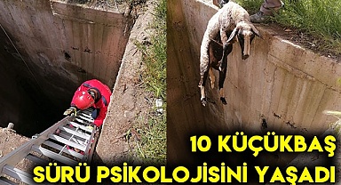 10 küçükbaş sürü psikolojisini yaşadı