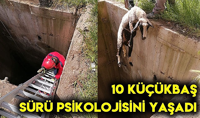 10 küçükbaş sürü psikolojisini yaşadı