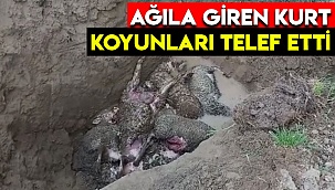 Ağıla giren kurt koyunları telef etti