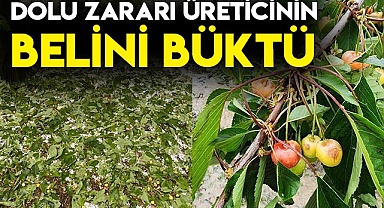 Dolu zararı üreticinin belini büktü