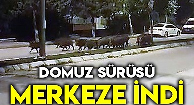 Domuz sürüsü merkeze indi