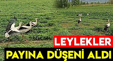 Leylekler payına düşeni aldı