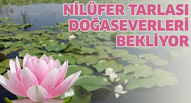 Nilüfer tarlası doğaseverlerle buluşmak için gün sayıyor