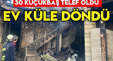 Yangında 30 küçükbaş hayvan telef oldu