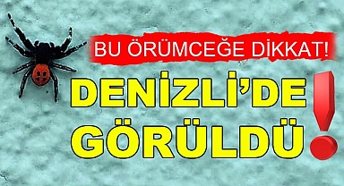 Bu örümceğe dikkat!