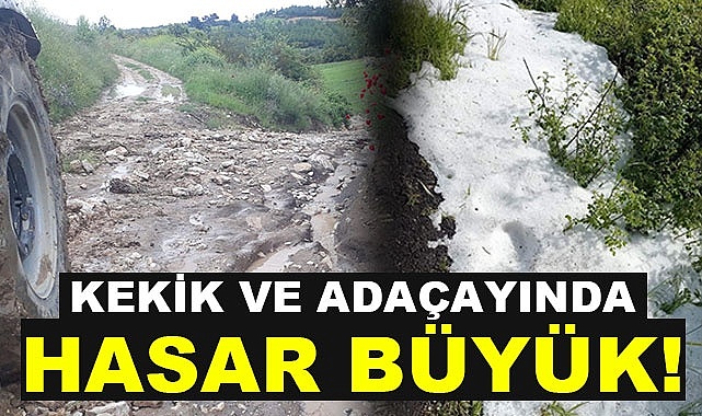 Kekik ve adaçayında hasar büyük!