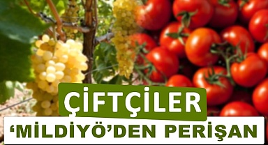 Çiftçiler 'Mildiyö'den perişan