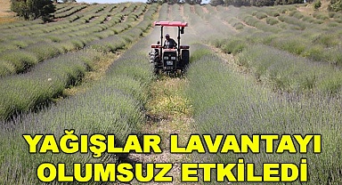 Yağışlar lavantayı olumsuz etkiledi