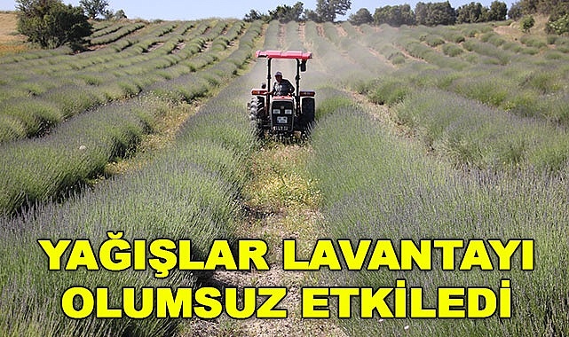 Yağışlar lavantayı olumsuz etkiledi