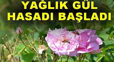 Yağlık gül hasadı başladı