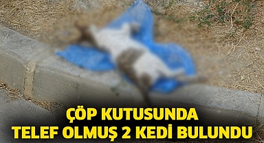 Çöp kutusunda telef olmuş 2 kedi bulundu