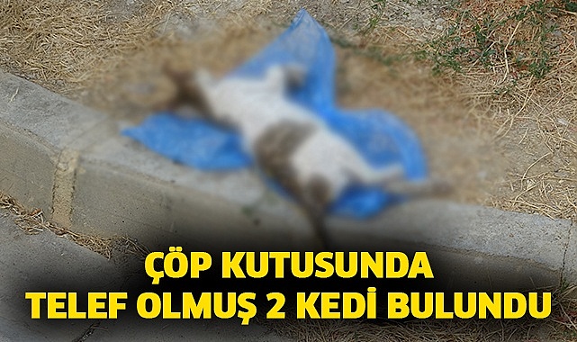 Çöp kutusunda telef olmuş 2 kedi bulundu