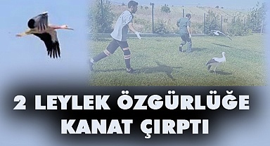 Görevlilerin çabası ile özgürlüğe kanat çırptılar