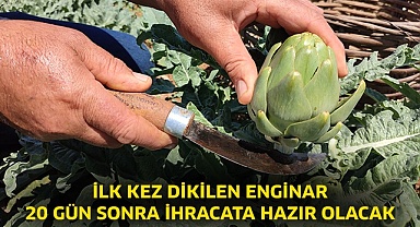 İlk kez dikilen enginar 20 gün sonra ihracata hazır olacak