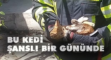 Kuyuya düşen kediyi top oynayan çocuklar fark etti