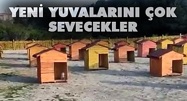 Yeni yuvalarını çok sevecekler