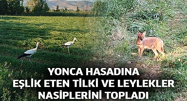 Yonca hasadına eşlik eten tilki ve leylekler nasiplerini topladı