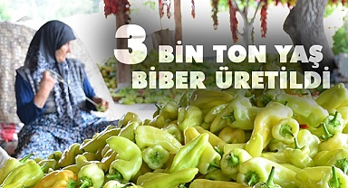 3 bin ton yaş biber üretimi gerçekleştirildi