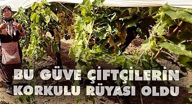 Bu güve, çiftçilerin korkulu rüyası oldu